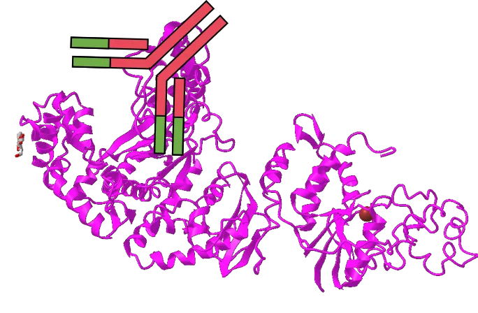 想提高PCR特異性嗎？用對酶很重要！